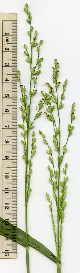  Urochloa arizonica 